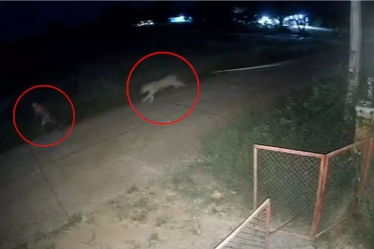 Zincirinden Kurtulan Aslanın Korkunç Saldırısı