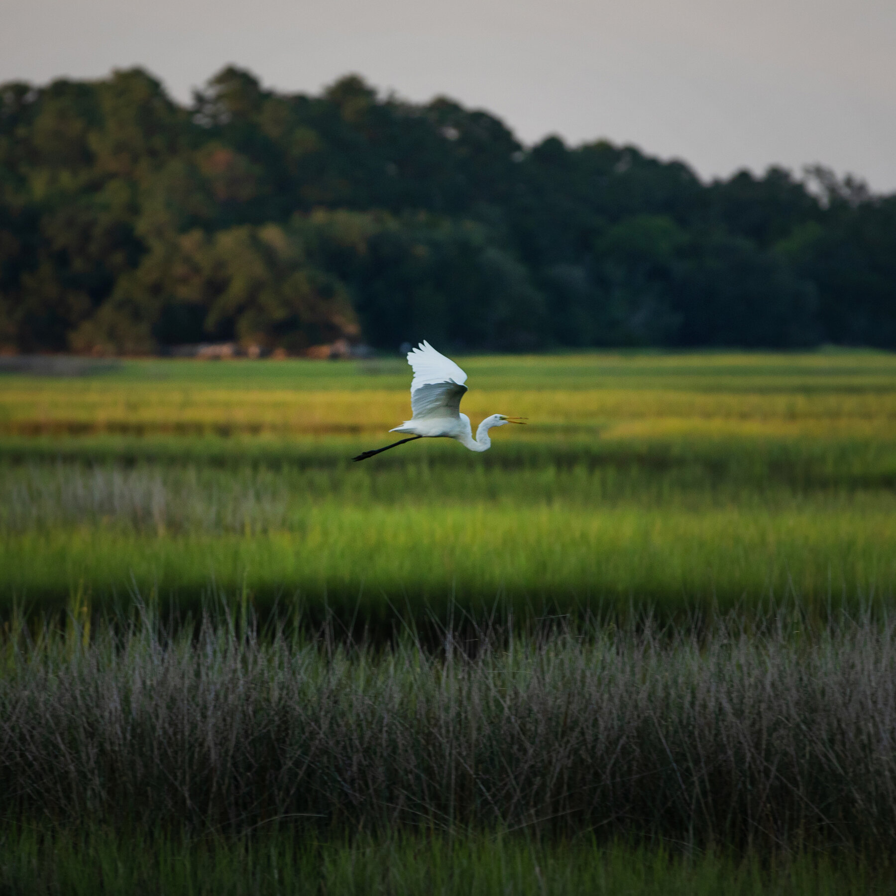 E.P.A. Proposes Sweeping Rollback of Wetland Protections
