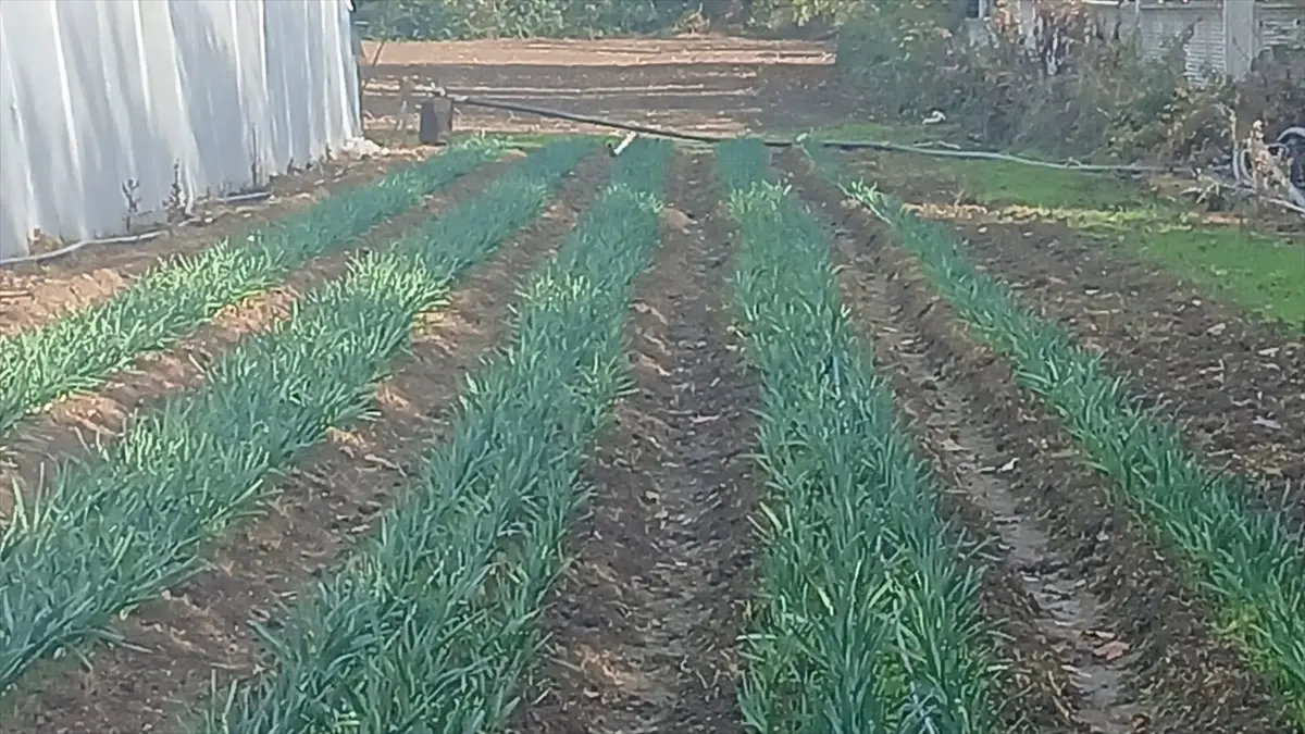 Samsun’da Nergis Bahçeleri Kuruluyor