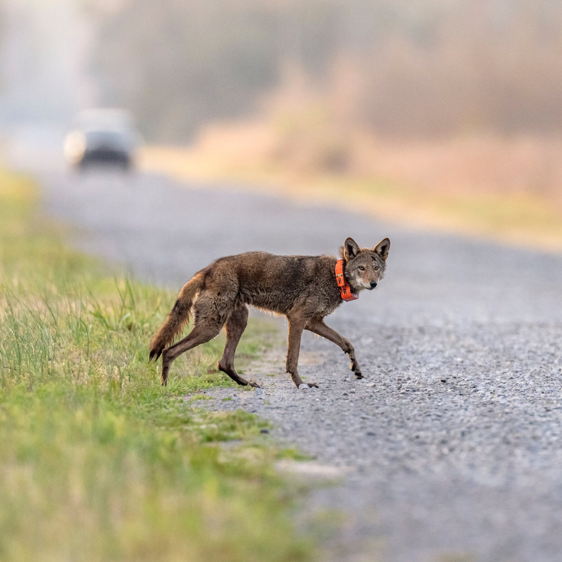 Trump Administration Seeks to Dilute the Endangered Species Act