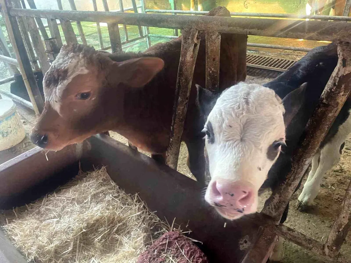 Türkiye’de Yıllık 500 Bin Buzağı Kaybı ve Et Tüketimindeki Çelişkiler