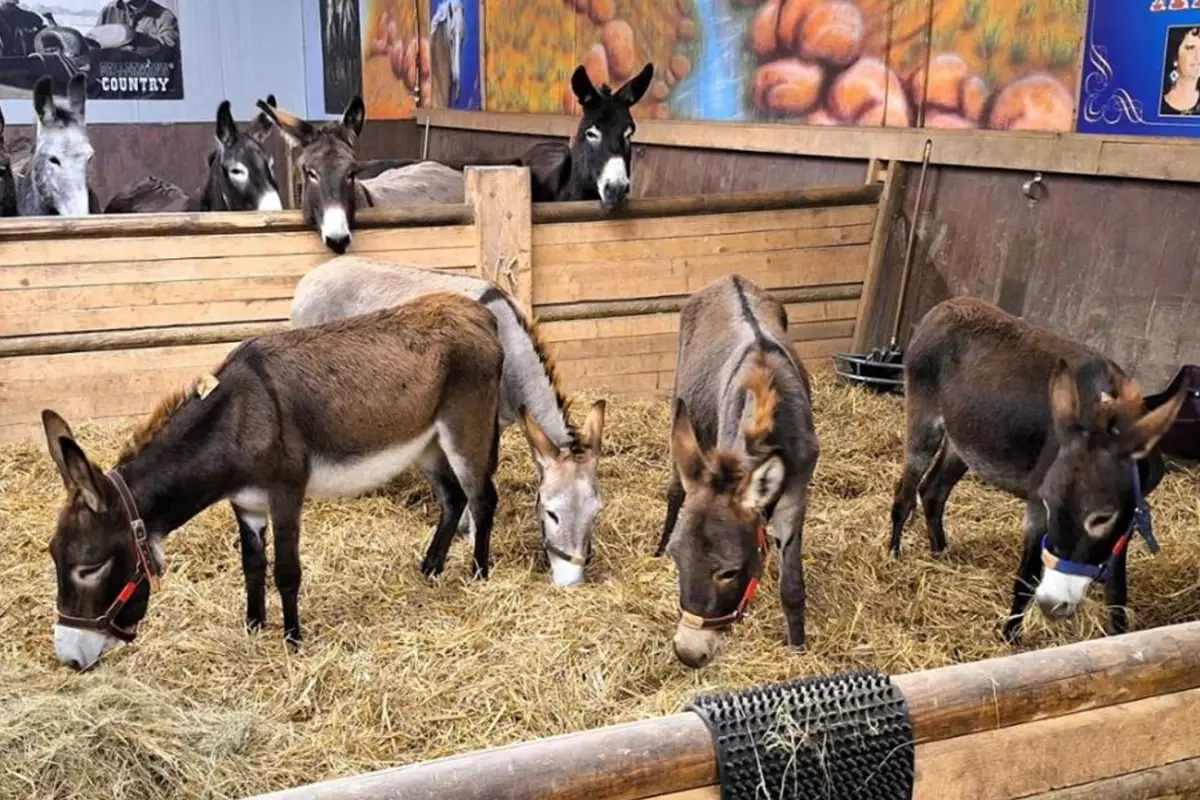 Almanya, Gazze’den gelen 8 eşeğe sığınma hakkı verdi