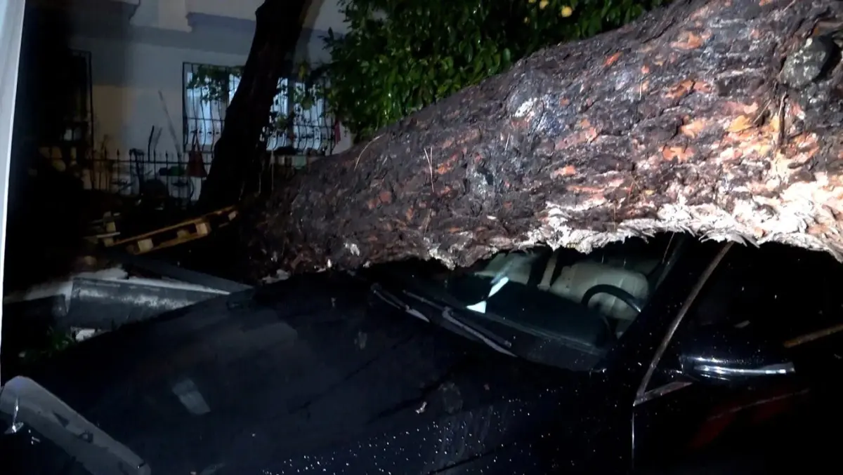 Antalya’da Sarı Alarm: Yağış ve Şiddetli Rüzgar Ağaç Devrilmesine Neden Oldu