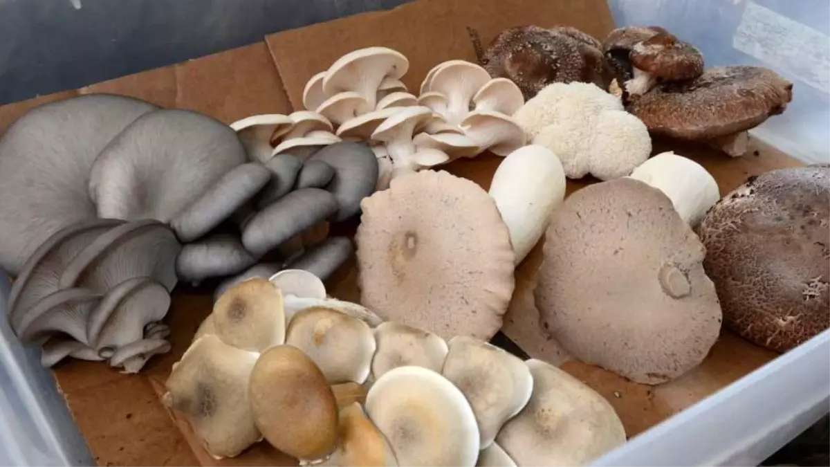 Mantarların Sağlığa Faydaları: Aslan Yelesi, Şitaki ve Hindi Kuyruğu Mantarıyla Gelen Bilişsel ve Bağışıklık Güçlendirme