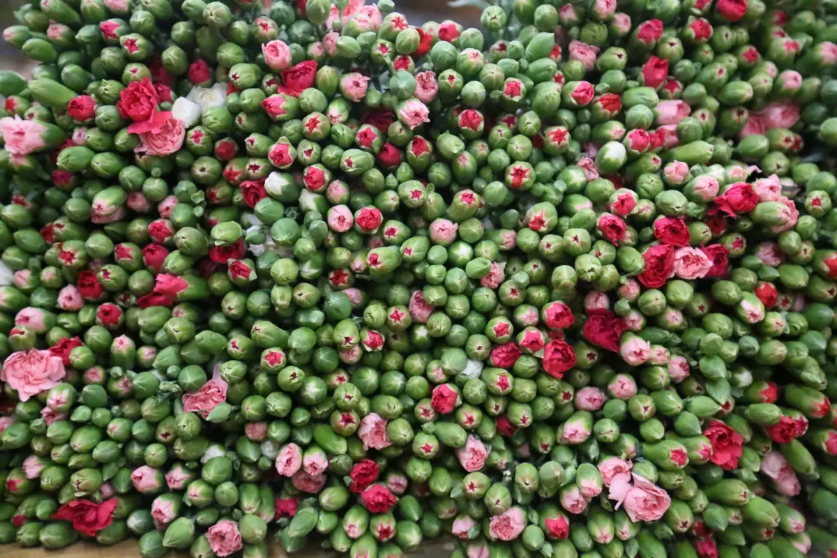 Yılbaşı Çiçek İhracatı 12 Milyon Dolar