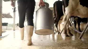 Aydın’da 66 Milyon TL Çiğ Süt Desteği