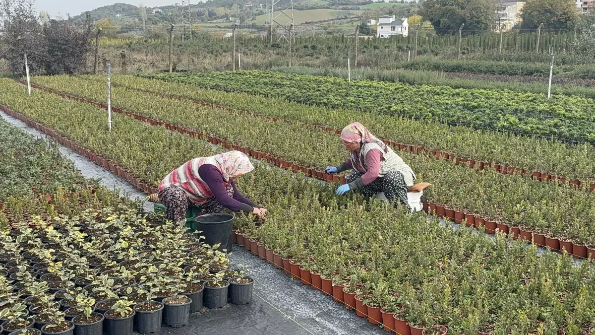 Kadın Ziraat Mühendisi Nihal Başkan, Süs Bitkileriyle Avrupa’ya Açılan Kapıyı Kapıyor