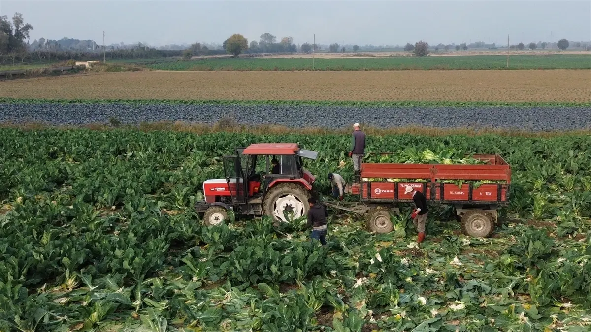 Bafra’da Karnabahar Hasadı Başladı: 75 Bin Ton Rekolte Bekleniyor