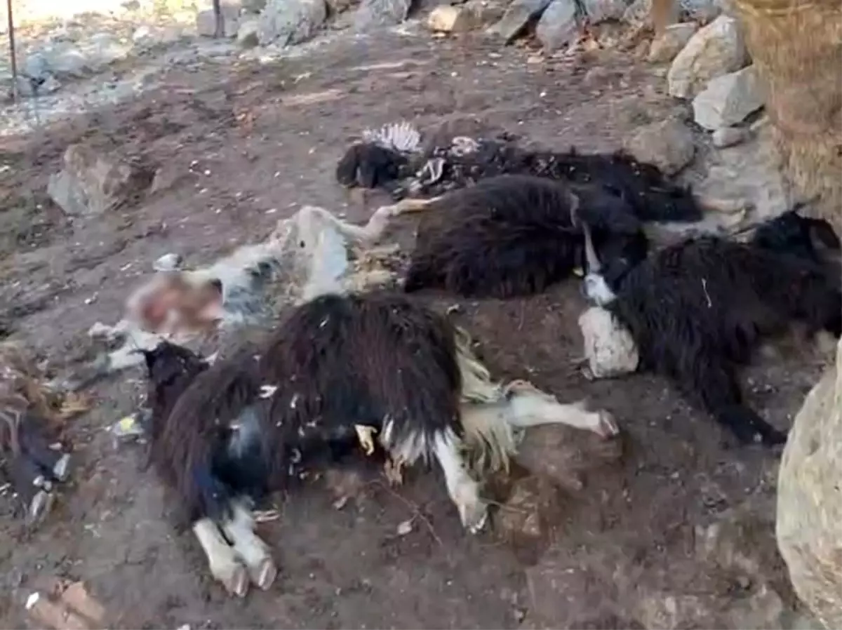 Kurt Saldırısı: 10 Keçi Telef Oldu