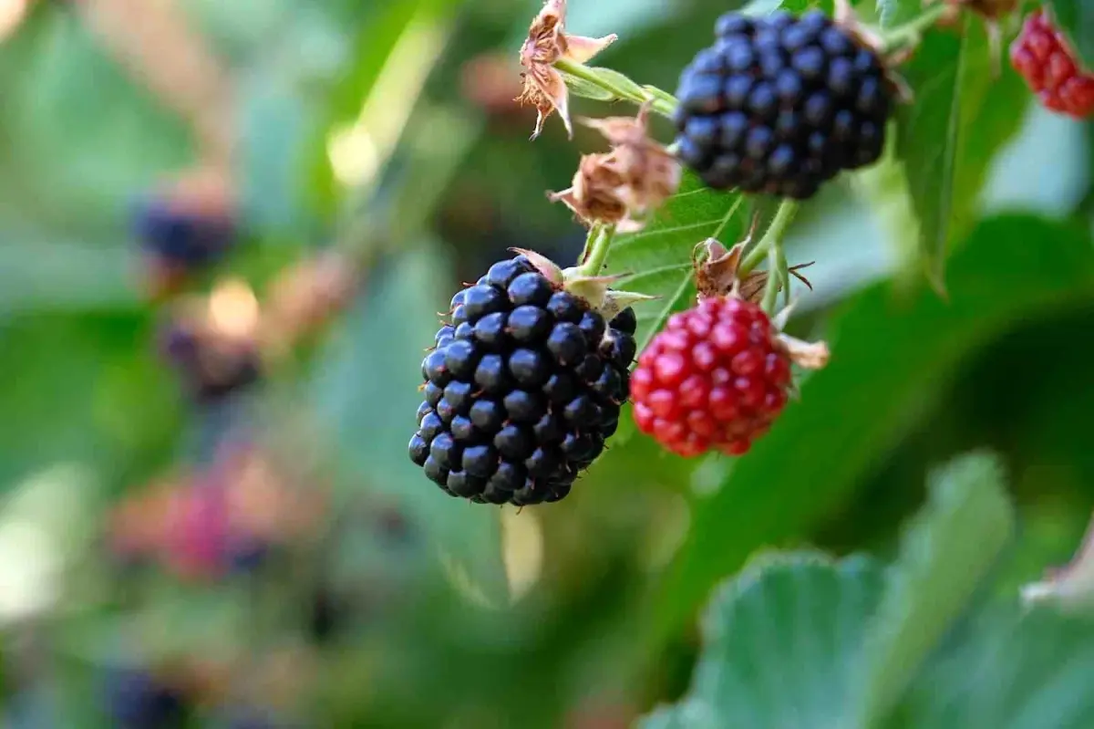 Bursa’da Fide ve Fidan Desteği Programına Başvurular 30 Kasım’da Sona Eriyor