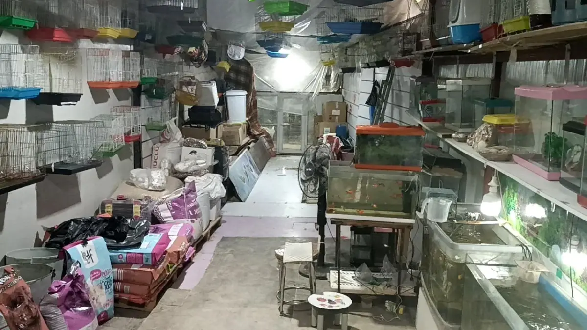 Adıyaman’da Petshop Soygunu: 9 Papağan ve Nakit Çalındı