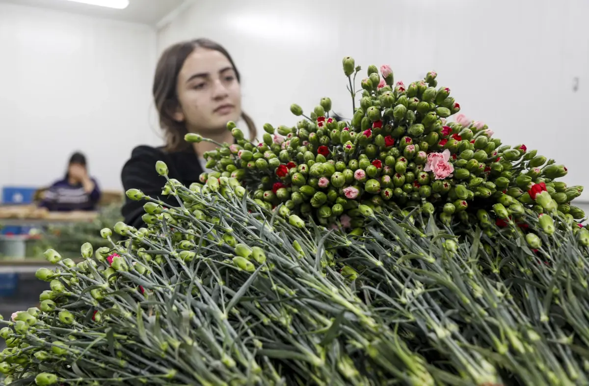 Türkiye’nin Kesme Çiçek İhracatı Rekor Kırdı: 137 Milyon Doların Üstünde