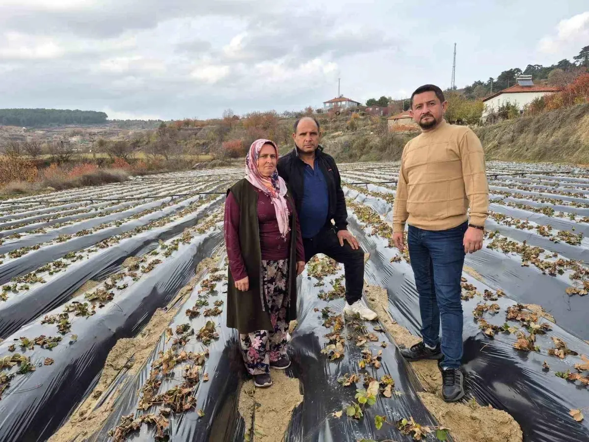 Buldan’da Hummalı Çilek Üretimi: Organik Tarımda Rekor Verim