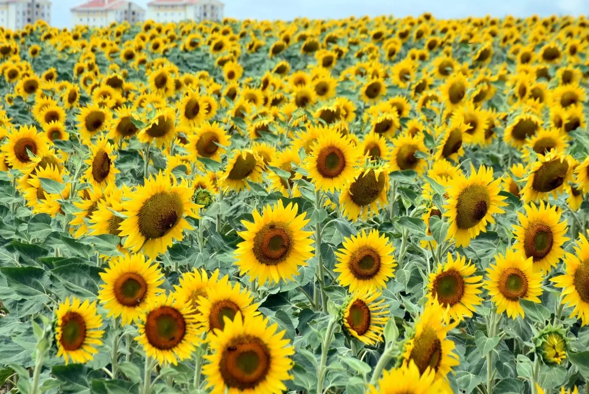 Edirne’de Kuraklık Çiftçiyi Buğdaya Yönlendirdi