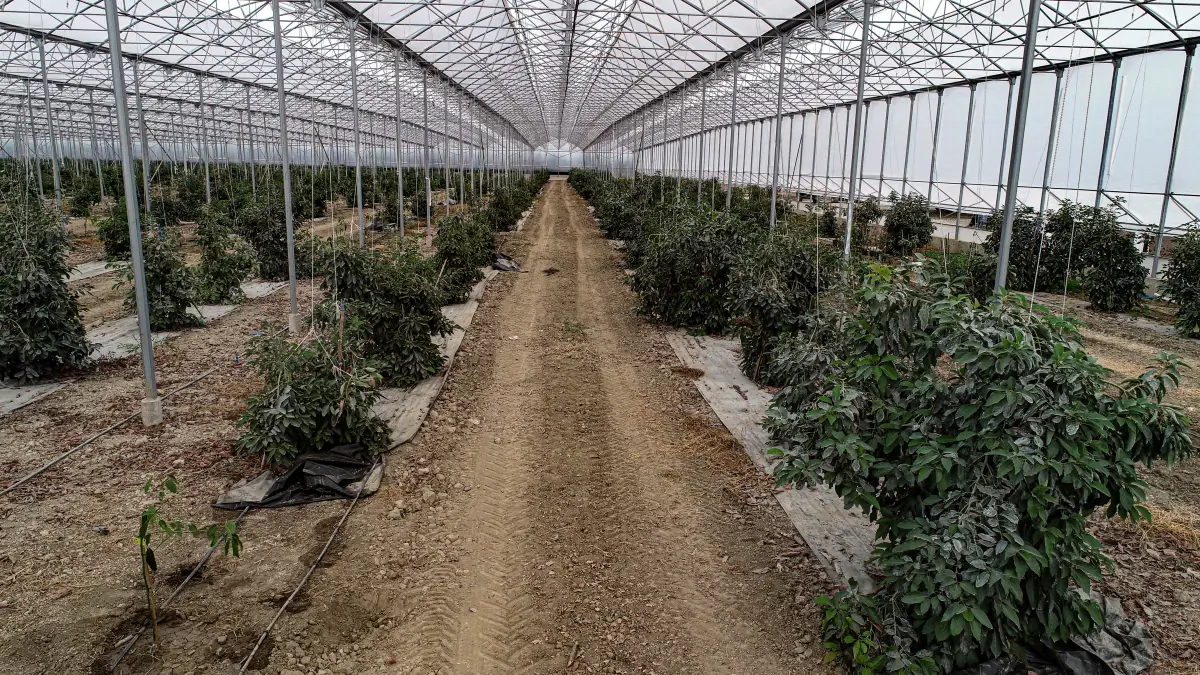 Adana’da Emekli Doktor ve Kızı, Tropikal Meyve Serasıyla 5. Kuşağa Tarım Mirasını Aktarıyor