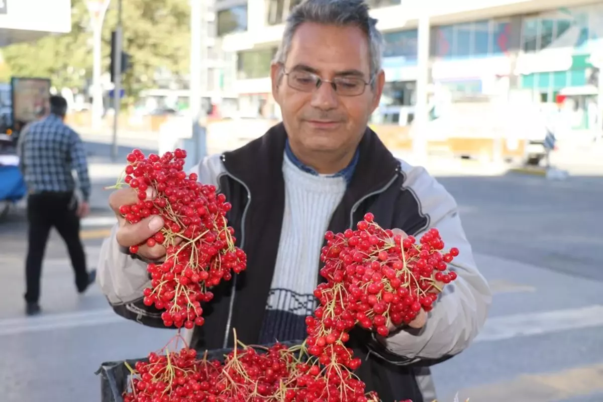 Erzincan’da ‘Gençlik İksiri’ Gilaburu Meyvesi Tezgâhlarda