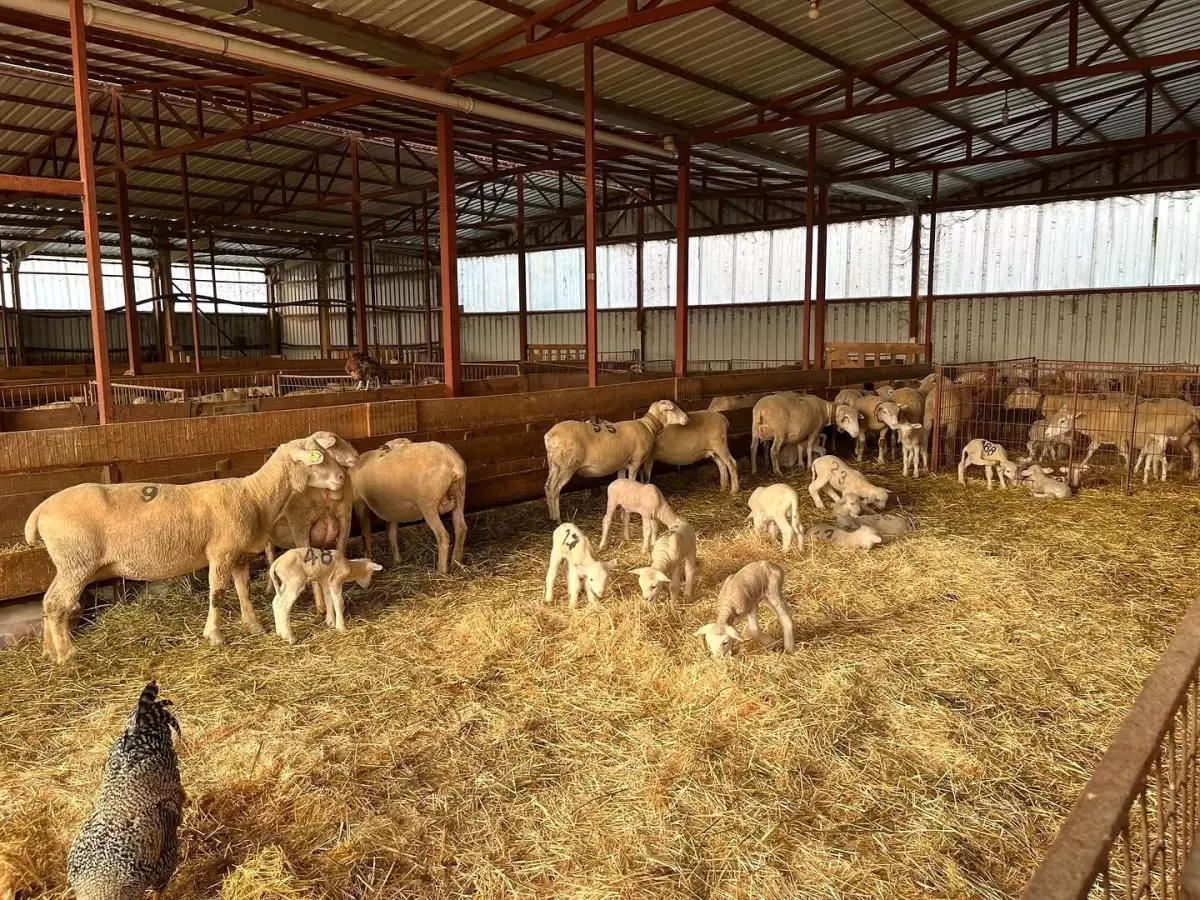 Bilecik Osmaneli’de %100 Hibe ile Küçükbaş Hayvancılık Projesi Hayata Geçti