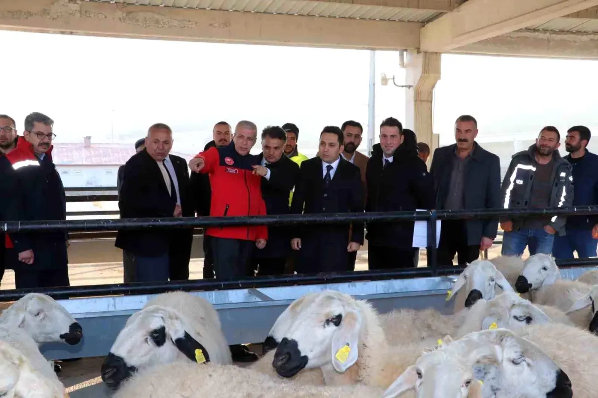 Yıldızeli’nde 250 Koyun ve 10 Damızlık Koç Hane Başına Dağıtıldı