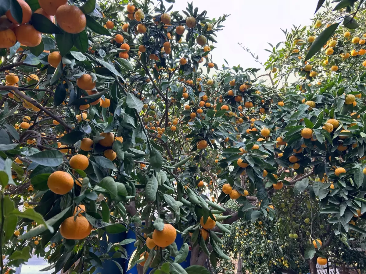 Samandağ’da Mandalina Krizine Kalıcı Çözüm: Meyve Suyu Tesisi Kurulacak
