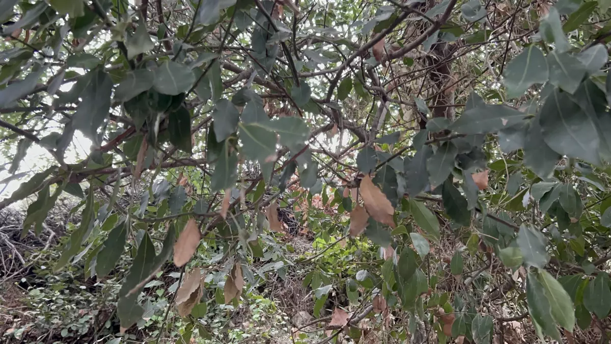 Defne Yağına Talep Patladı: Hatay’da Litre Fiyatı Bin Liraya Çıktı