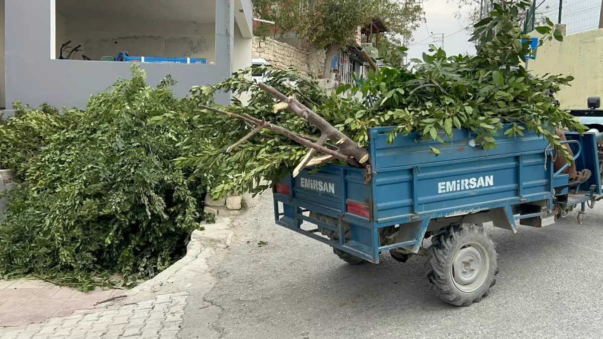 Hatay’da Defne Hasadı Başladı