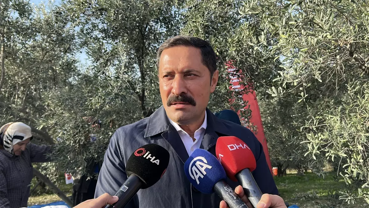 Hatay’da Zeytin Hasadı Resmen Başladı: 201 Bin Tonluk Rekolte Bekleniyor