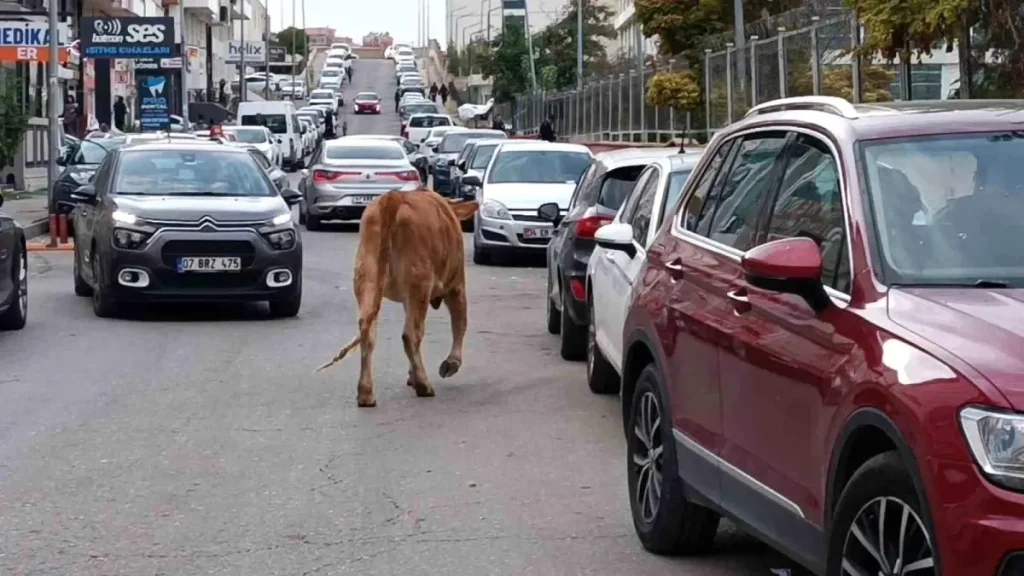 “İnek Sürüsü Batman Şehir Merkezinde Trafiği Aksattı”