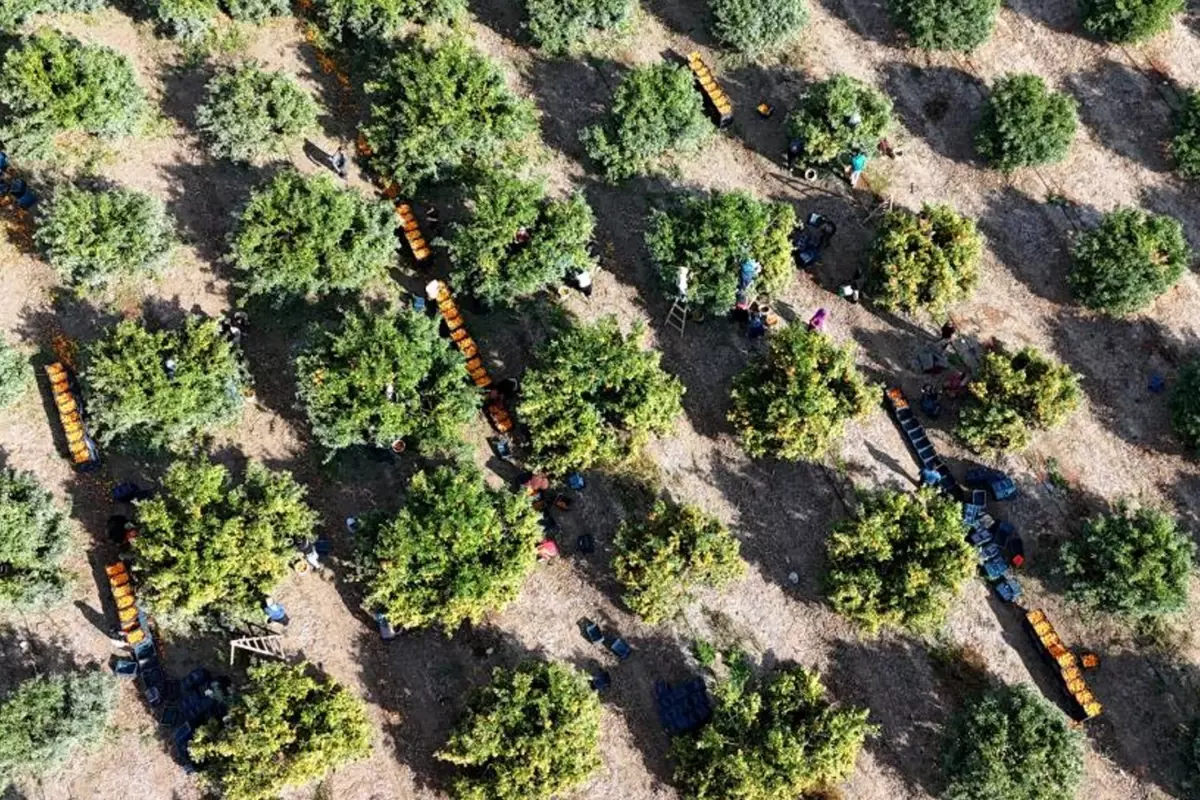 Adana’da Mandalina Grevi Sonrası Fiyatlar Düşüşe Geçti