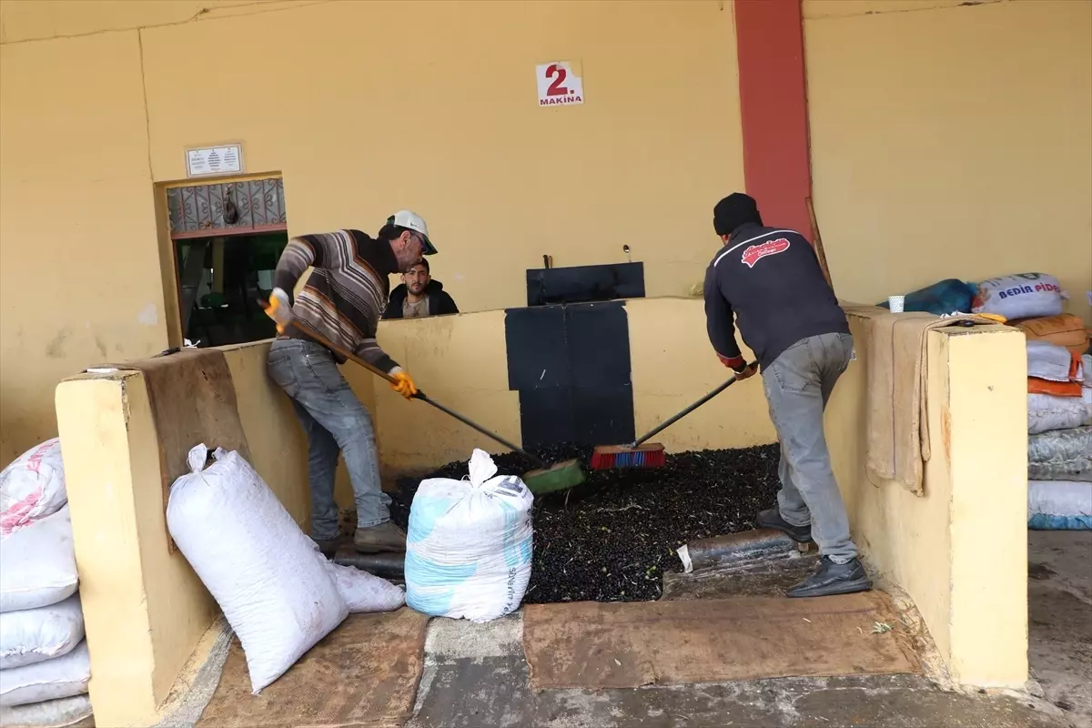 Kilis’te Zeytin Hasadı Başladı: Asırlık Ağaçlardan Yağa Dönüşüm Süreci