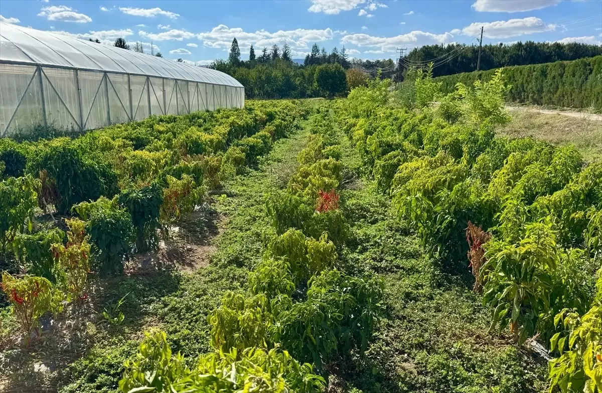 Kırşehir Cezaevi’nden Tarım ve Hayvancılık Üretimi: Hükümlüler Topluma Hizmet Ediyor