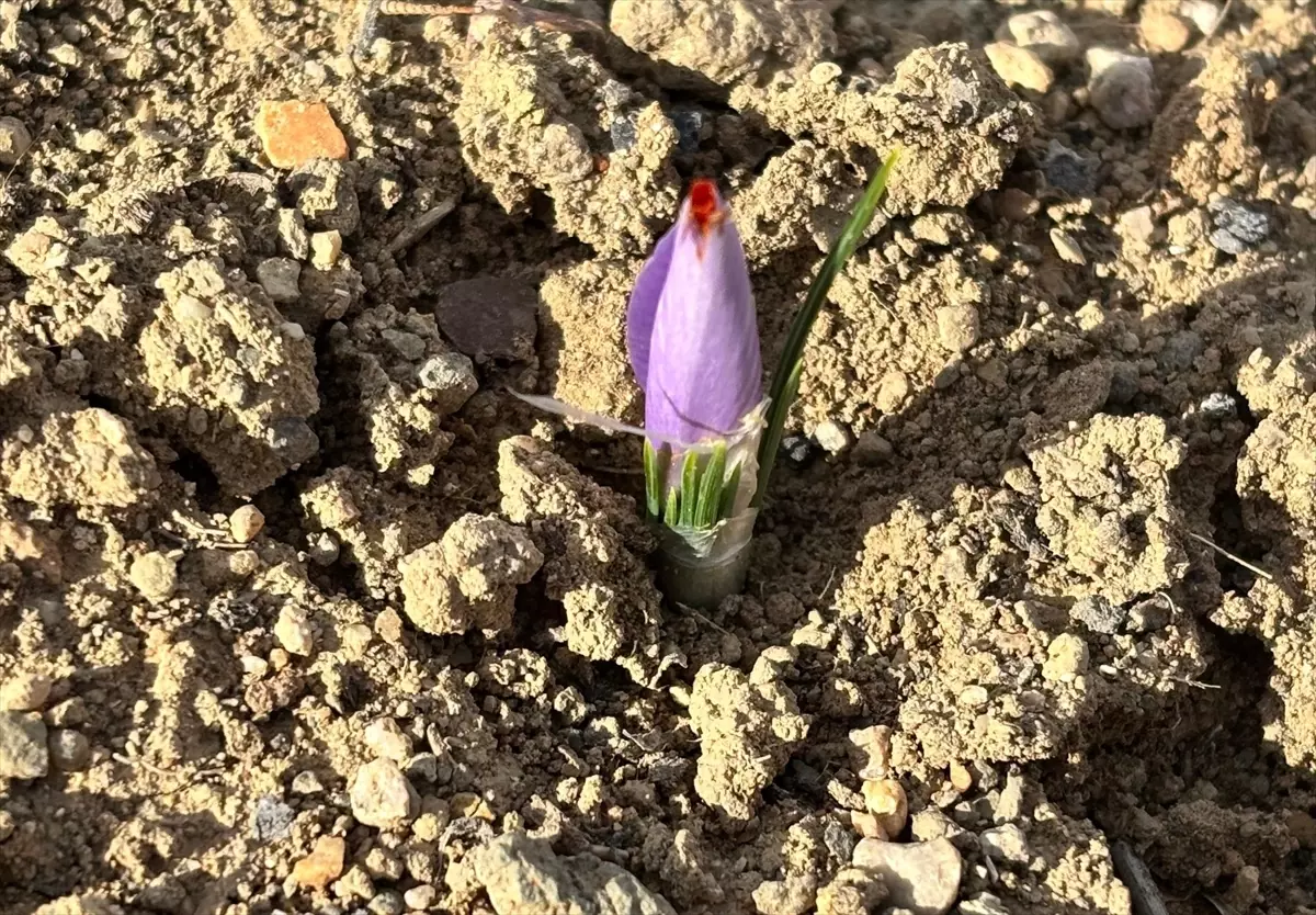 Kırşehir’de Safran Yetiştiriciliği Denemesi: Üniversite Çiftçileri İlk Hasadı Aldı