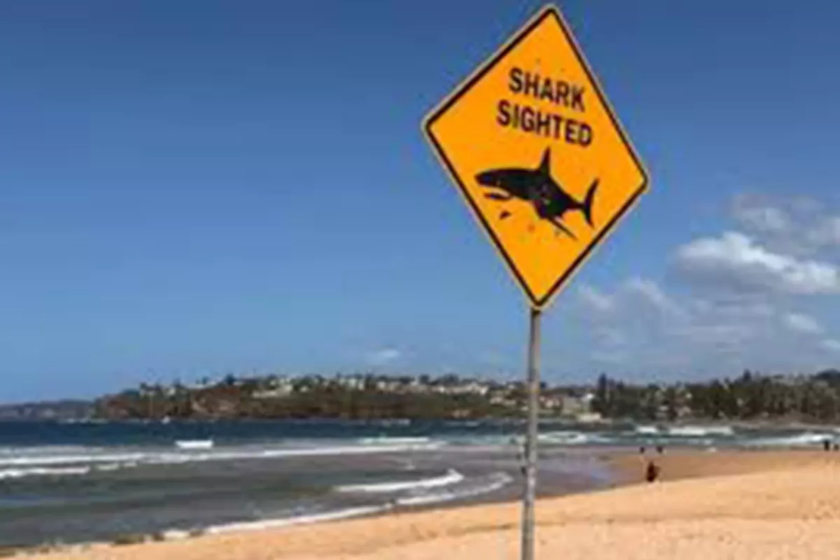 Köpekbalığı Saldırısında 1 Ölü, 1 Yaralı