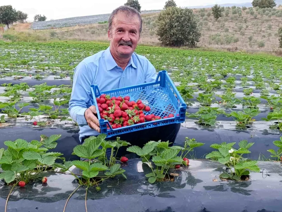 Köprübaşı Çileği Dört Mevsim Ekonomiye Katkı Sağlıyor