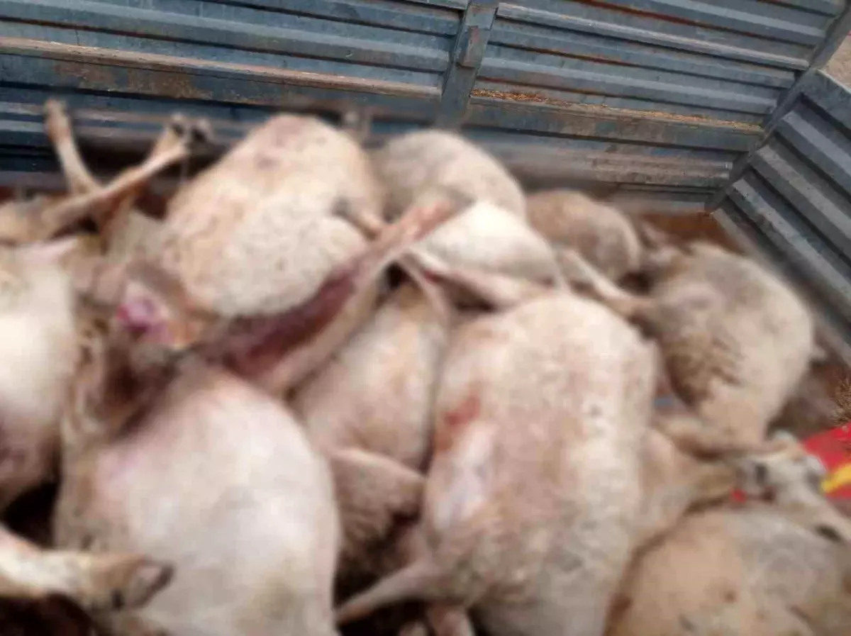 Sungurlu’da Dehşetli Kurt Saldırısı: 30 Küçükbaş Hayvan ve 1 Köpek Telefon Oldu