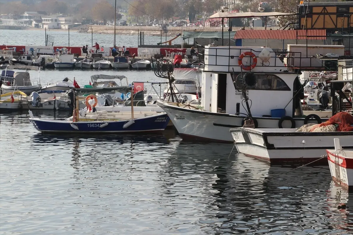 Marmara’da Balık Bolluğu: Tekirdağ Sahillerinde Kasalar Dolu Dönüyor!