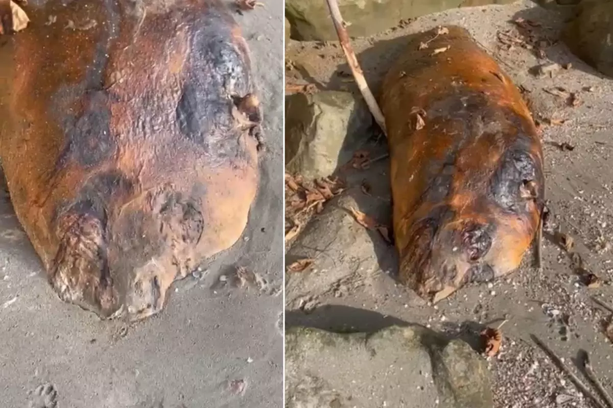 Marmara Sahiline Vuran Gizemli Deniz Canlısı