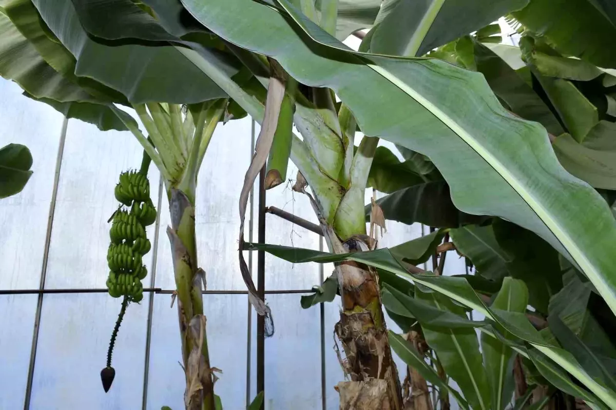 Mersin’de Bahçe ve Seralar Hedef Alındı: Muz ve Avokado Hırsızlıkları Artıyor