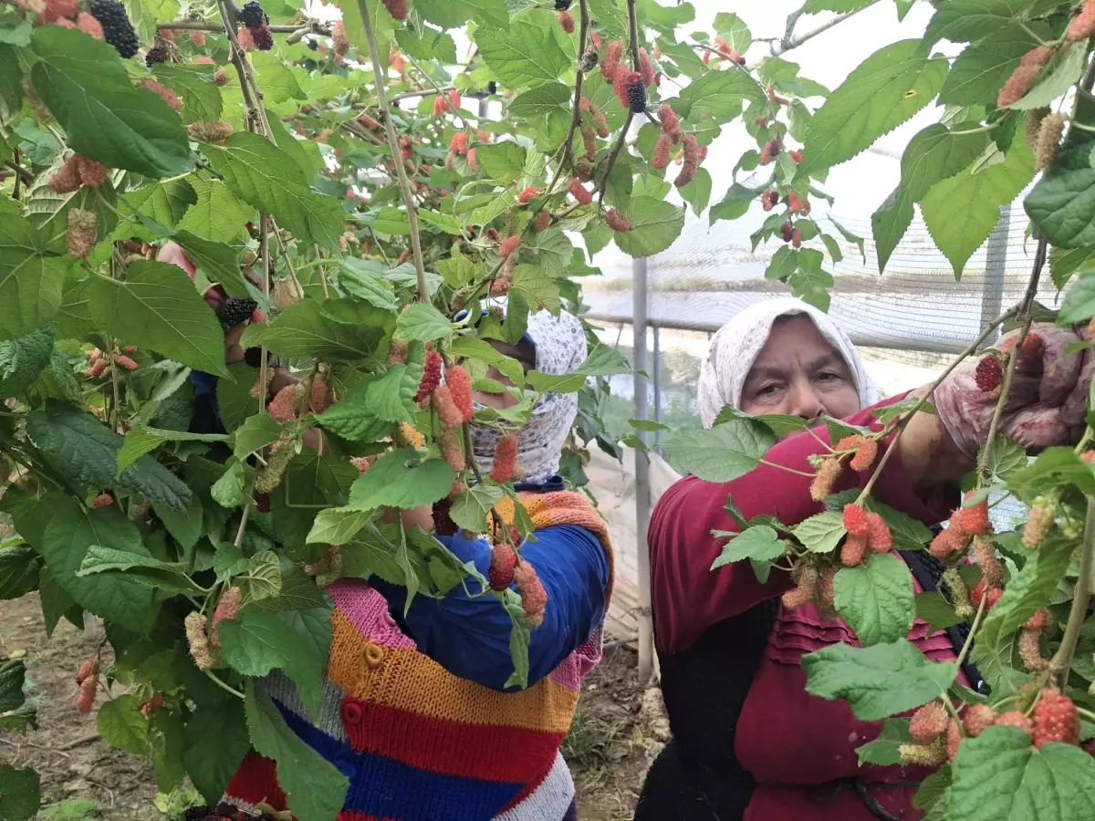 Silifke’de Turfanda Karadut Hasadı Başladı