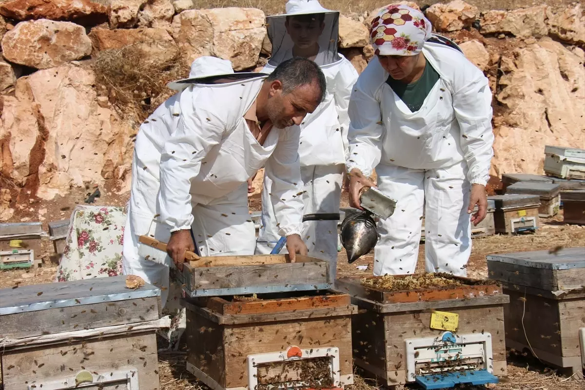 Mersin Silifke’de Keçiboynuzu Balı Hasadı Coşkuyla Başladı