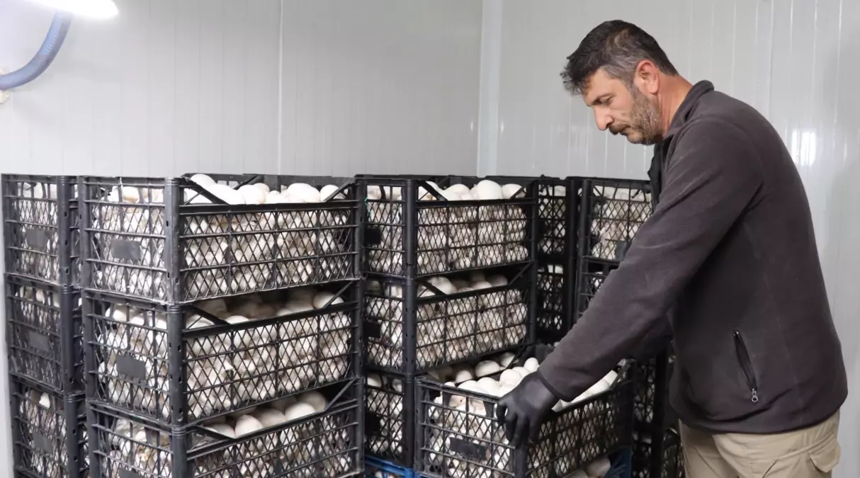 Murat Özmen Oltu’da Mantar Çiftliği Kurdu