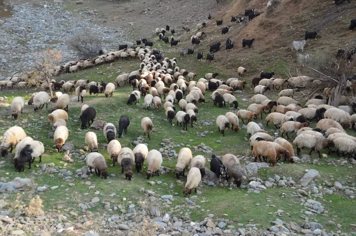 Muş’ta Besiciler Sıcak Bölgelere Yolculuğa Çıktı