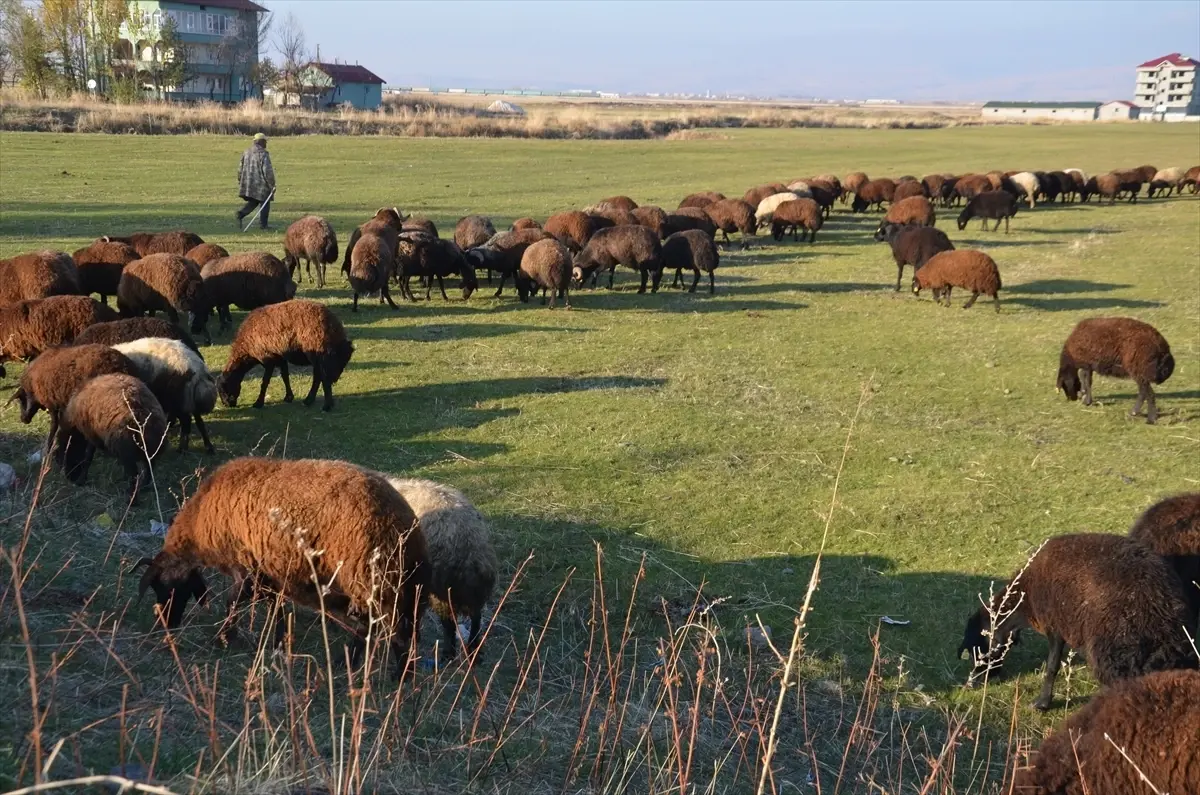Muș’ta Besiciler Hava Şartlarından Memnun