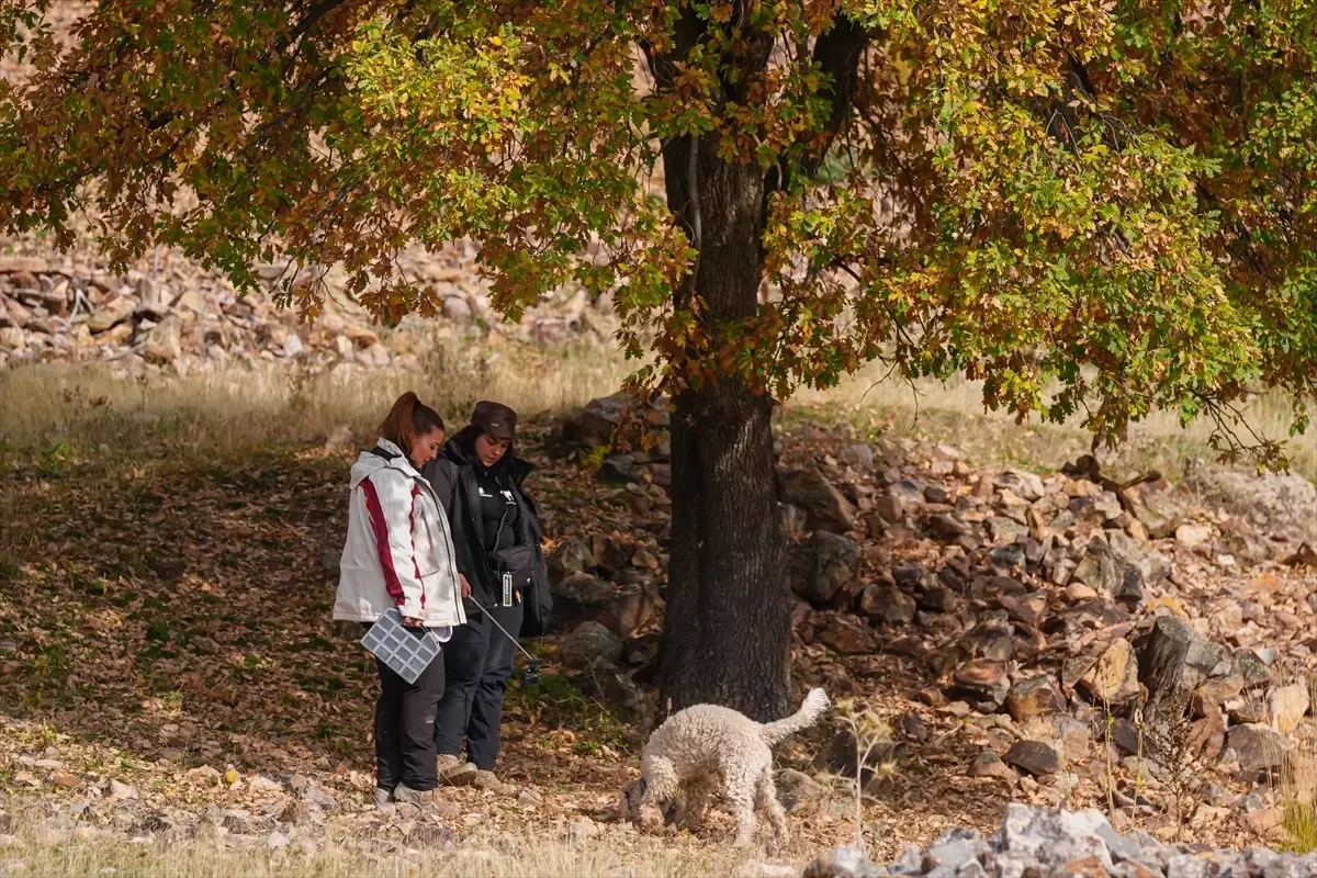 Ankara’da Mantar Araştırması: 120 Tür Belirlendi, Yapay Zeka ile Taksonomi Devrimi