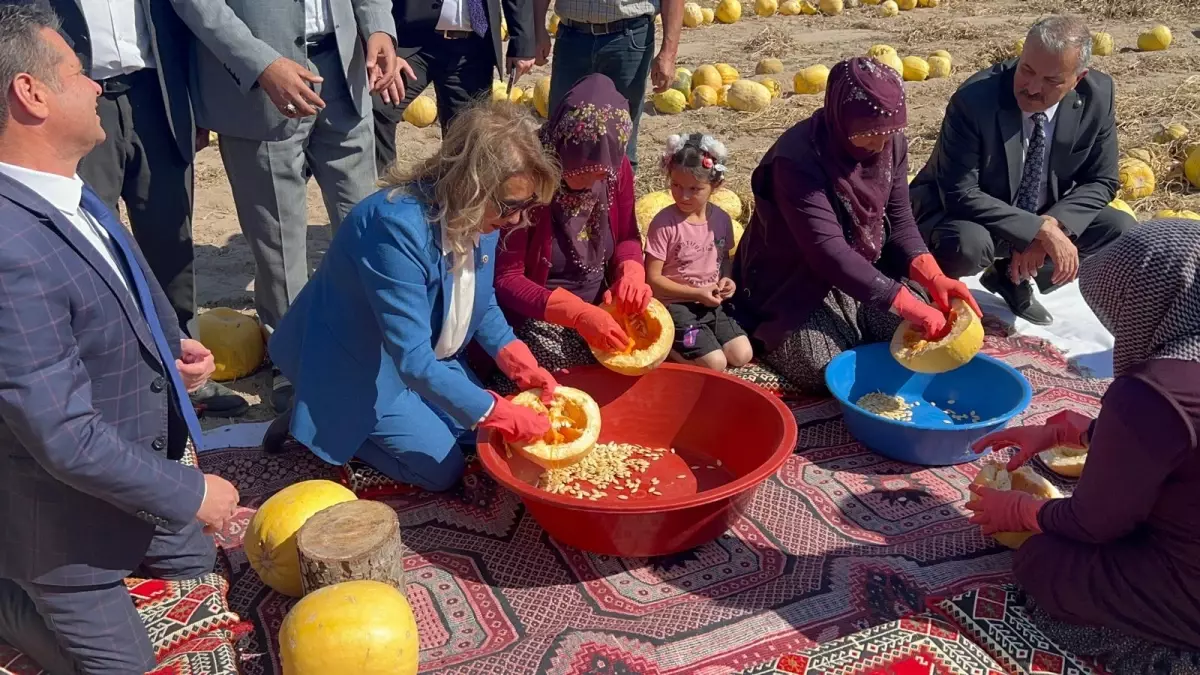 Kapadokya’nın Sütlü Kabak Çekirdeği Dünya Çapında Büyük İlgi Görüyor
