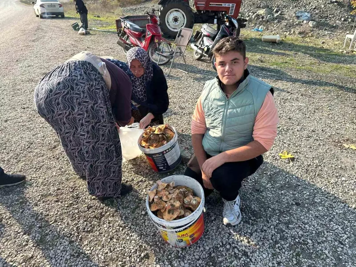 Bursa’da Lise Öğrencileri Mantar Toplayarak Harçlık Kazanıyor