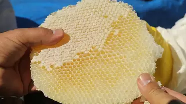 Pervari Balı AB Tescili İçin Hazır