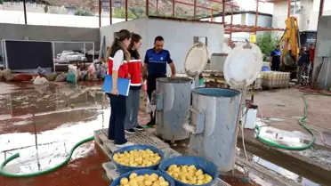 Antalya’da Sağlıksız Patates İşletmesine Denetim: Tonlarca Patates İmha Edildi