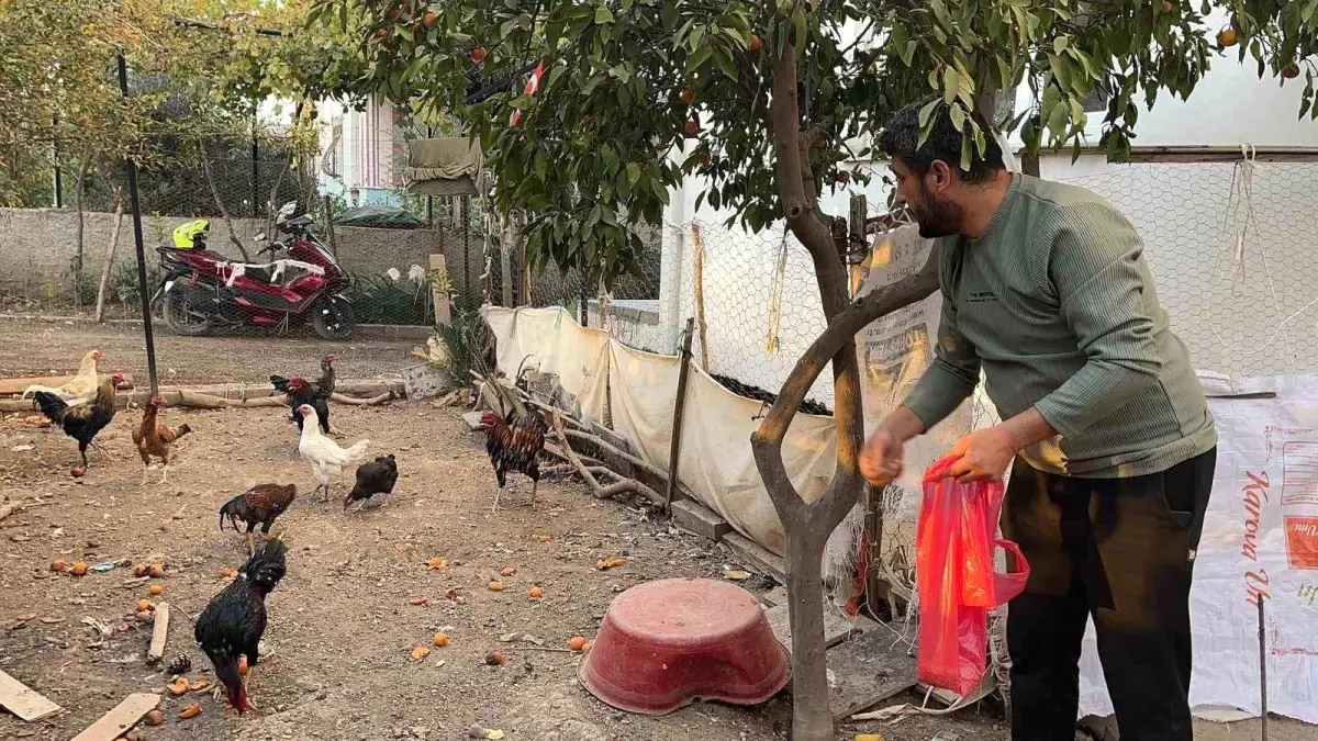 Osmaniye’de Tavuk Hırsızlığı