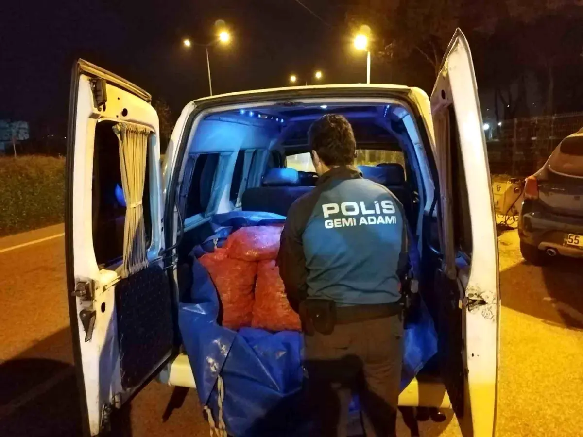 Samsun’da 200 Kilo Kaçak Kara Kıllı Midye Ele Geçirildi