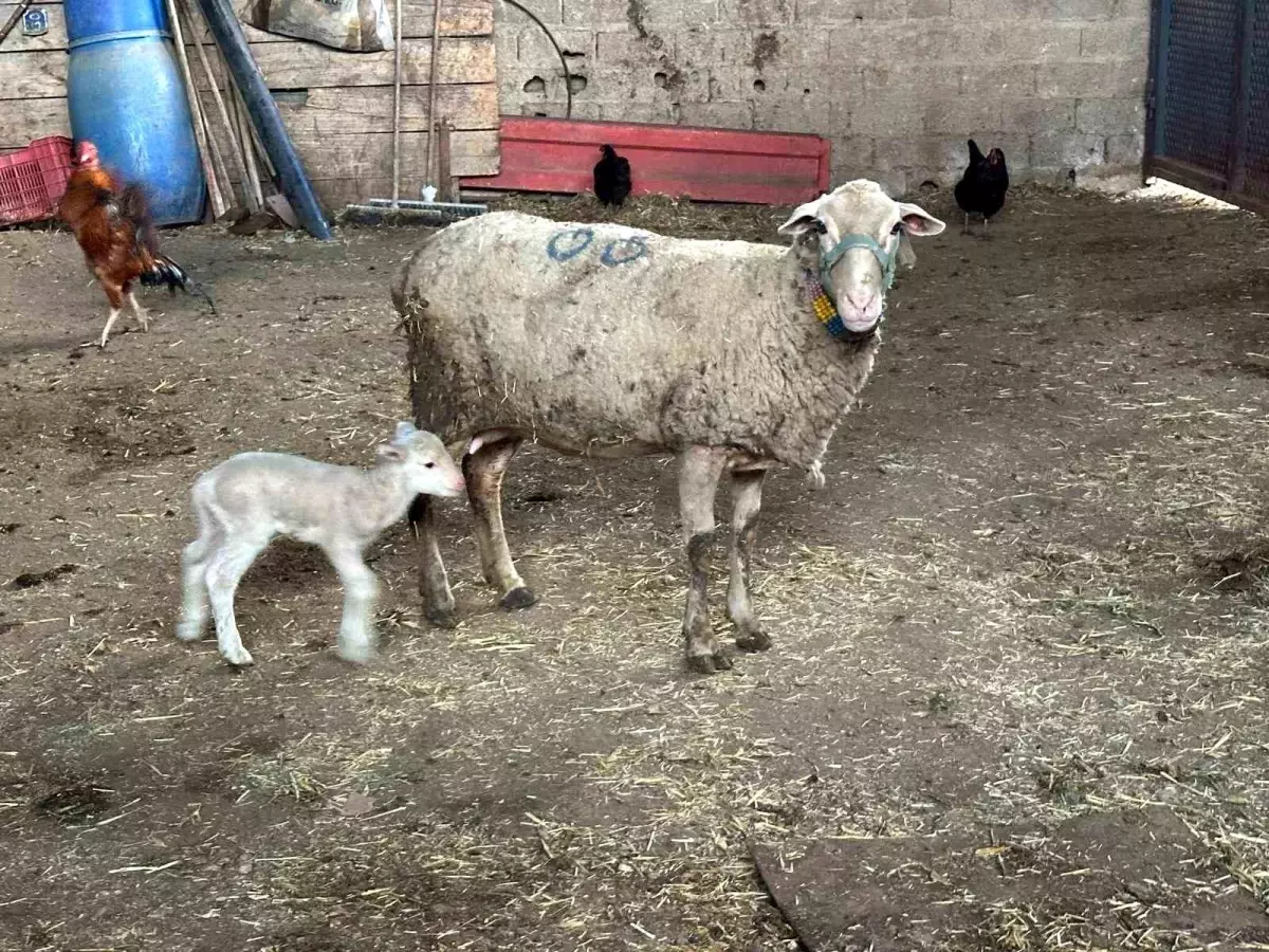 Şap Hastalığına Yanlış Mücadele Yöntemleri!